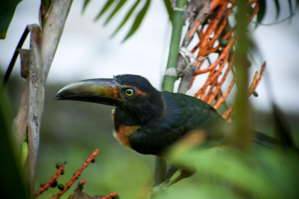 Hotel Jaguar Inn Tikal Eksteriør billede