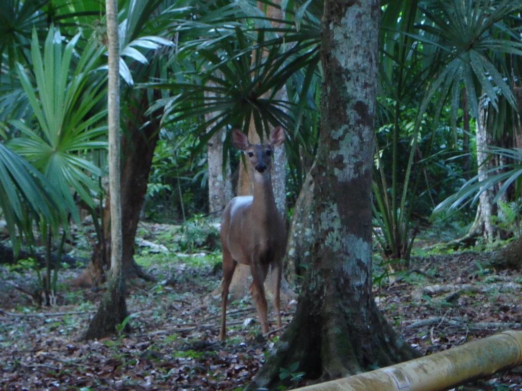 Hotel Jaguar Inn Tikal Eksteriør billede