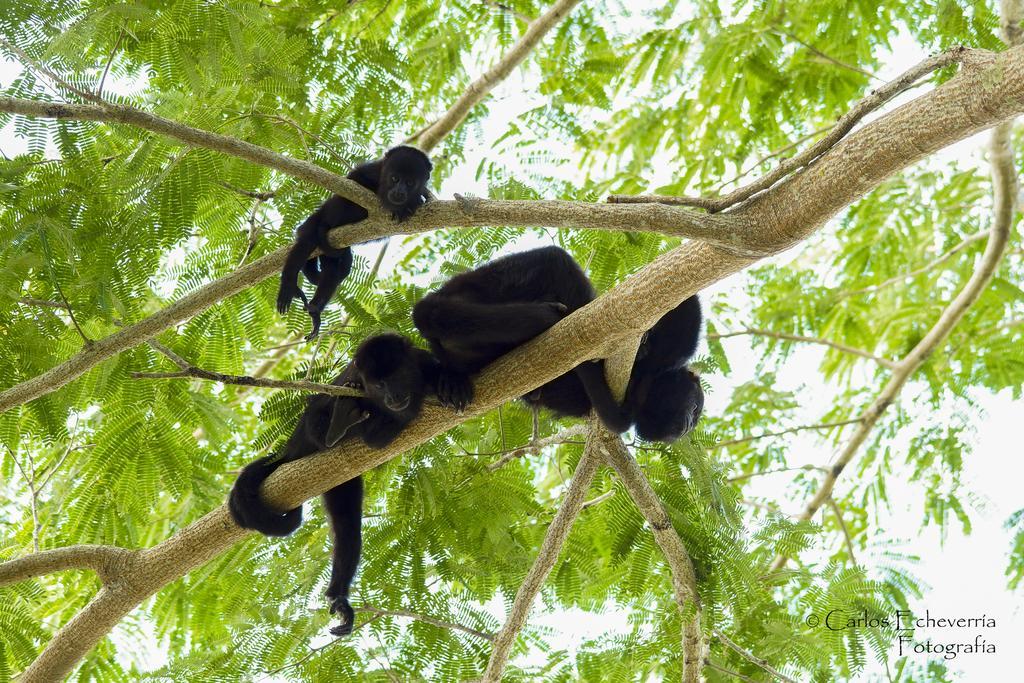 Hotel Jaguar Inn Tikal Eksteriør billede