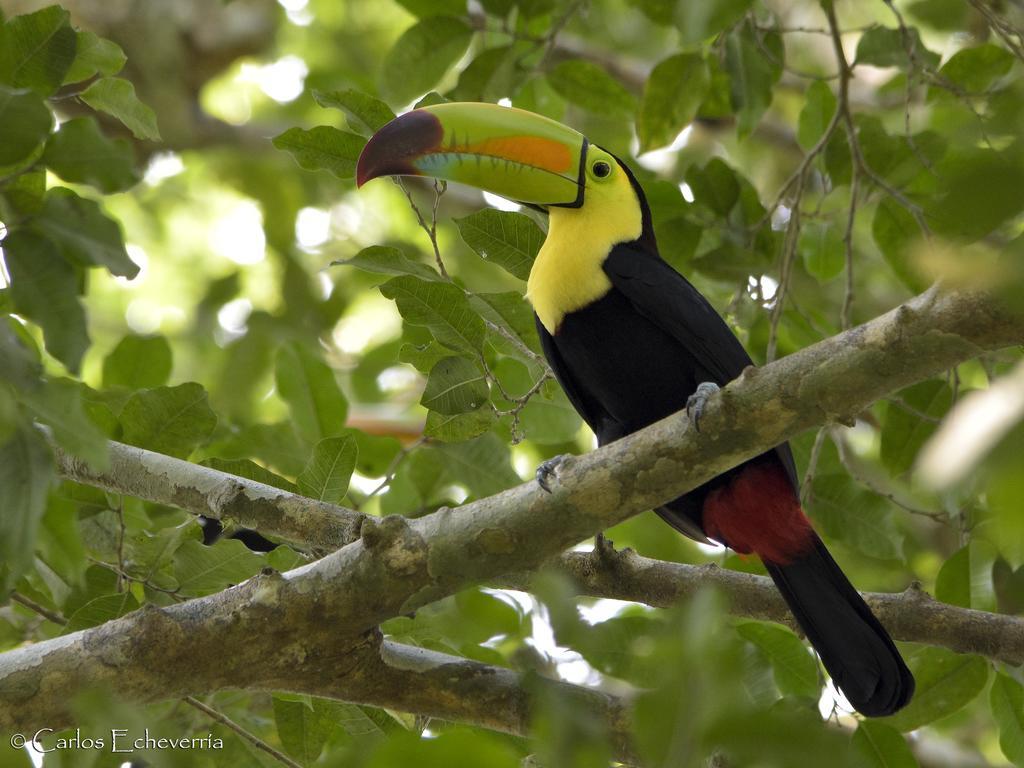 Hotel Jaguar Inn Tikal Eksteriør billede
